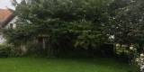 WildTreeCare_42