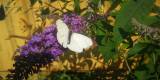 WildTreeCare_32