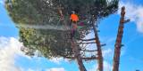 WildTreeCare_57