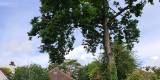 WildTreeCare_2