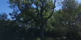 WildTreeCare_56