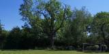 WildTreeCare_55