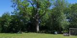 WildTreeCare_54