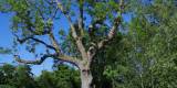 WildTreeCare_52