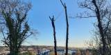 WildTreeCare_34