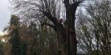 WIldTreeCare_51