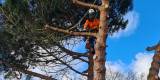 WildTreeCare_59