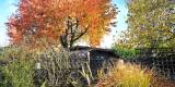 WildTreeCare_22