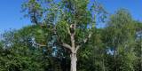 WildTreeCare_53